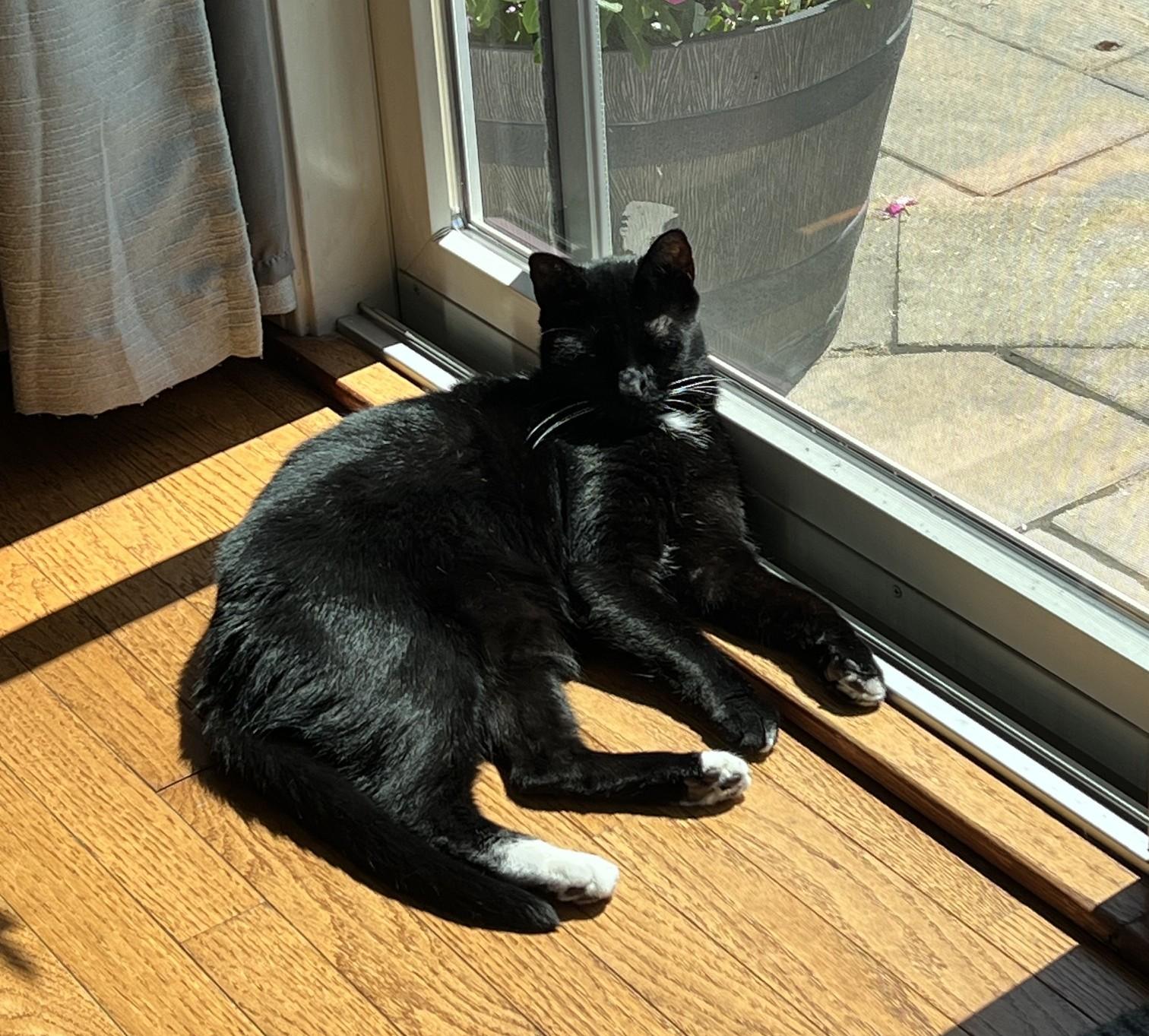 Thunder, adoptable, Adult Male Tuxedo.