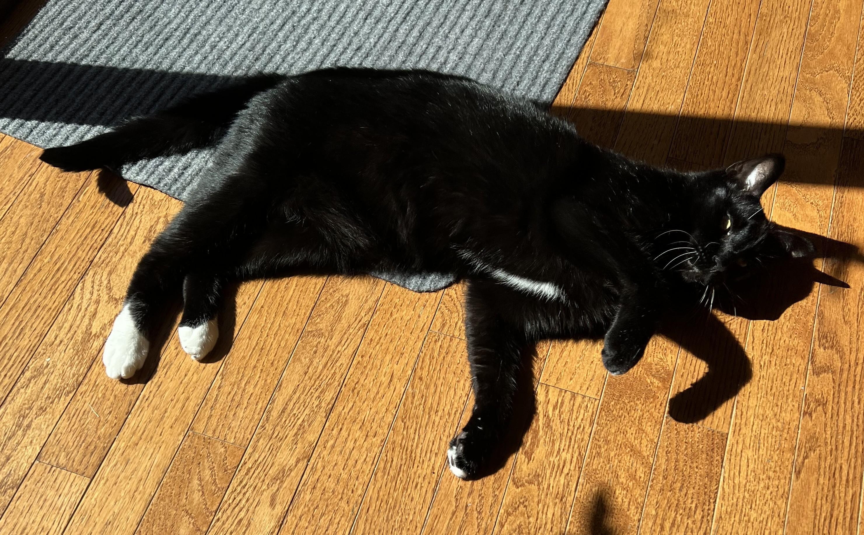 Enlarge Thunder, a Adoptable Tuxedo in North Kingstown, RI image 3/6