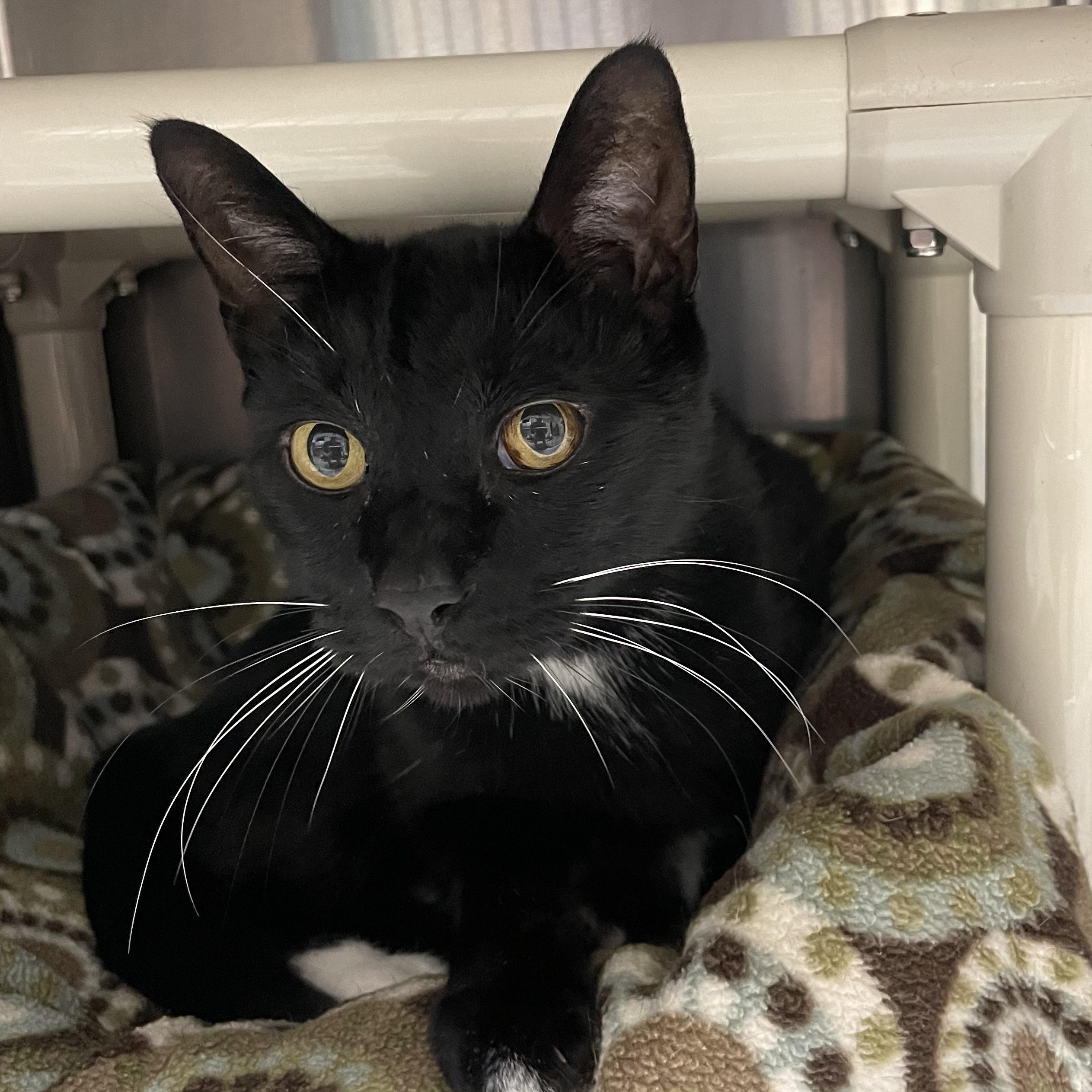 Thunder, adoptable, Adult Male Tuxedo.