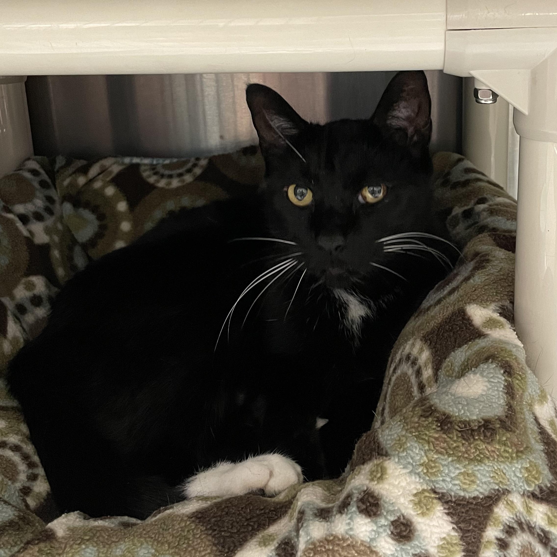 Enlarge Thunder, an adoptable Tuxedo in North Kingstown, RI image 4/4