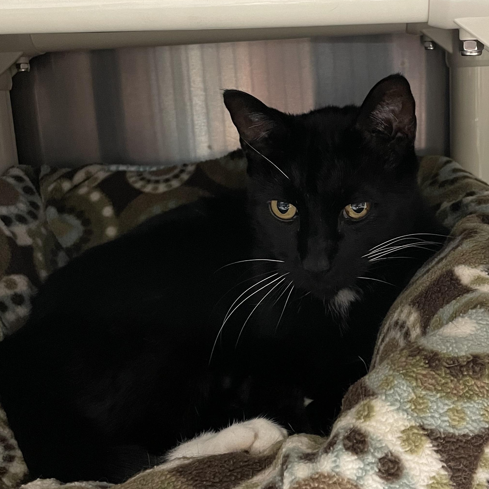 Enlarge Thunder, an adoptable Tuxedo in North Kingstown, RI image 3/4