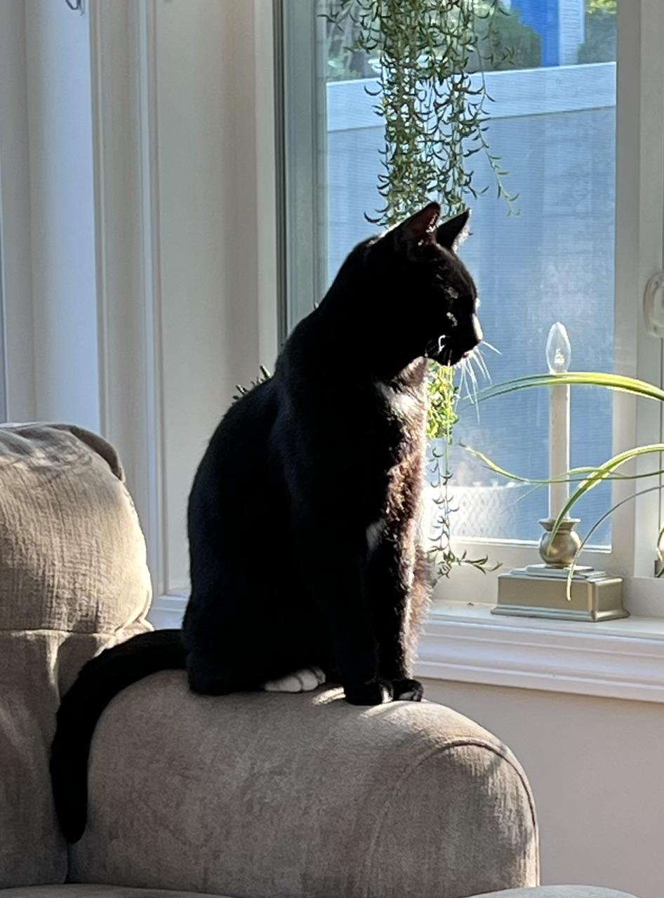 Enlarge Thunder, an adoptable Tuxedo in North Kingstown, RI image 5/6