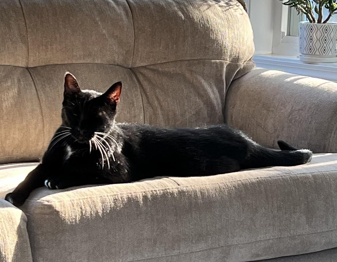 Enlarge Thunder, an adoptable Tuxedo in North Kingstown, RI image 4/6