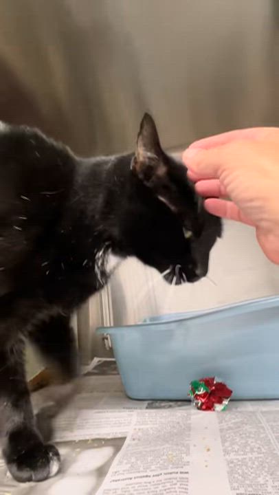 Enlarge Thunder, an adoptable Tuxedo in North Kingstown, RI video 2/5