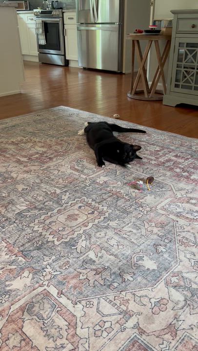 Enlarge Thunder, a Adoptable Tuxedo in North Kingstown, RI video 2/6