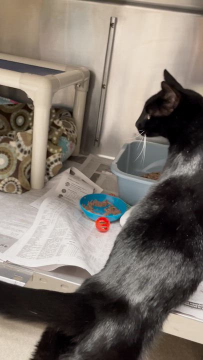 Enlarge Thunder, an adoptable Tuxedo in North Kingstown, RI video 2/4
