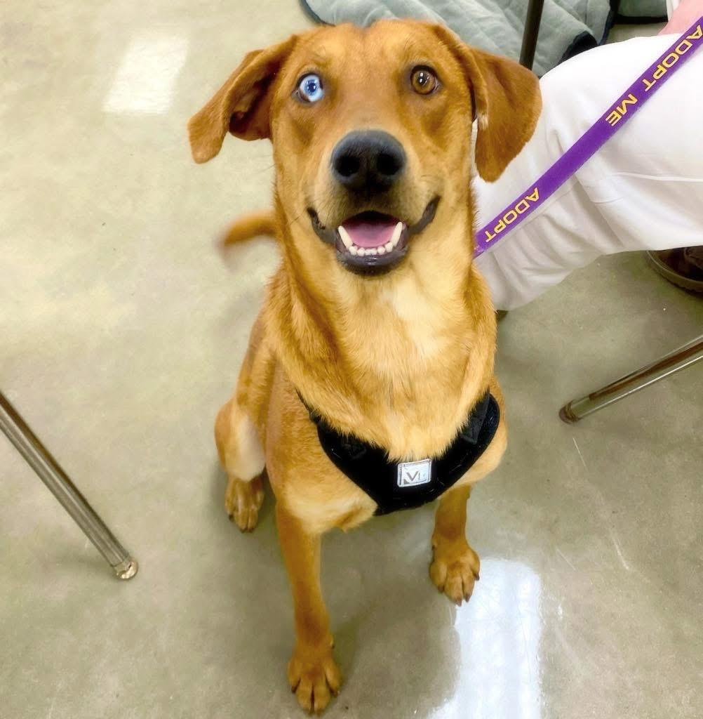 Montana, Adoptable, Young Female Labrador Retriever & Catahoula Leopard Dog.