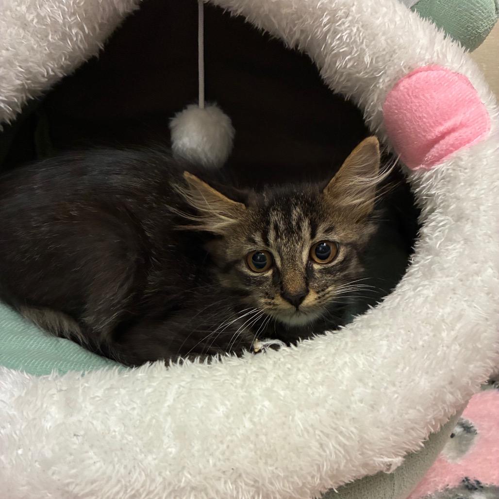 Enlarge Harley, a Adoptable Domestic Medium Hair in Layton, UT image 1/4