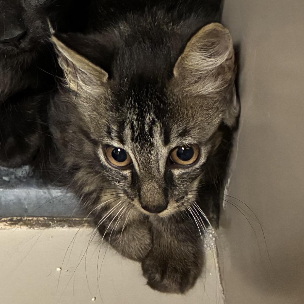 Enlarge Harley, a Adoptable Domestic Medium Hair in Layton, UT image 3/4