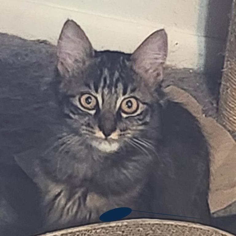 Enlarge Harley, a Adoptable Domestic Medium Hair in Layton, UT image 4/4