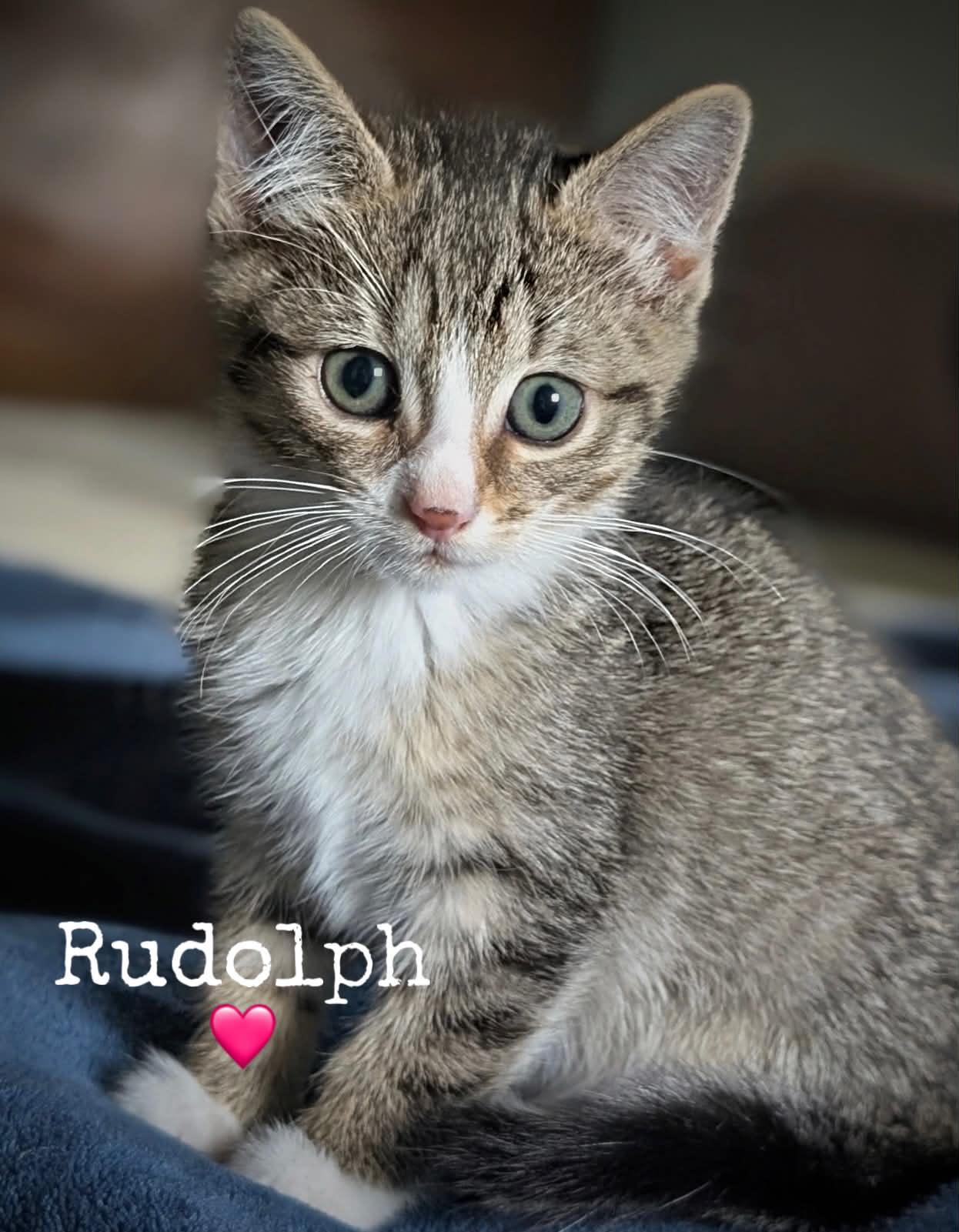 Rudolph, Adoptable, Kitten Female Domestic Short Hair.