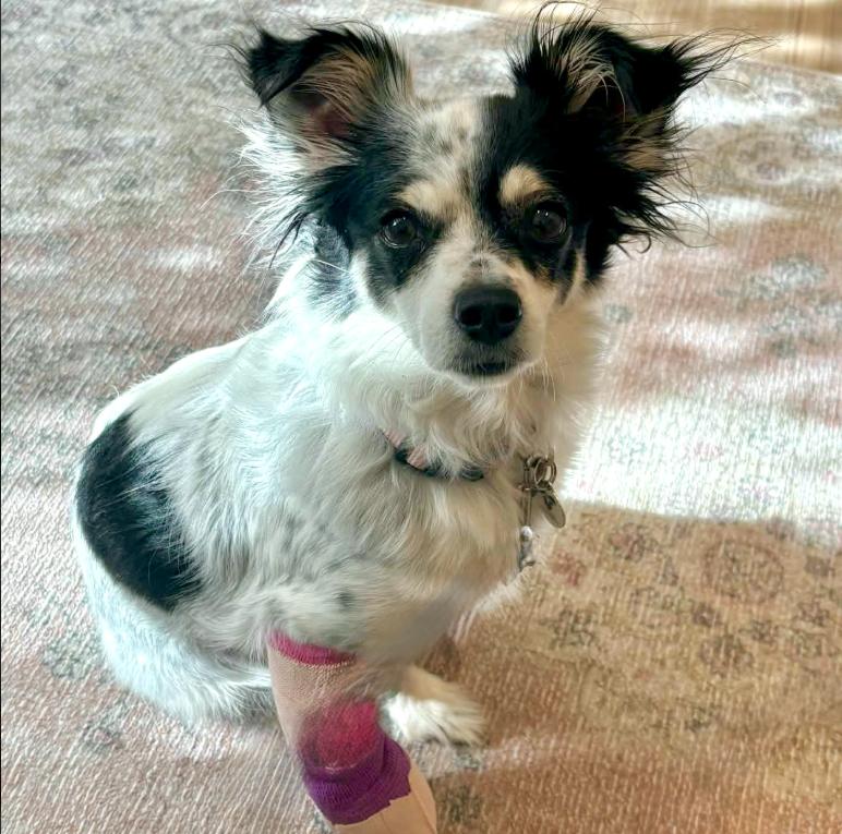 Enlarge Pappy, a ADOPTABLE mixed breed in Mead, CO image 3/6