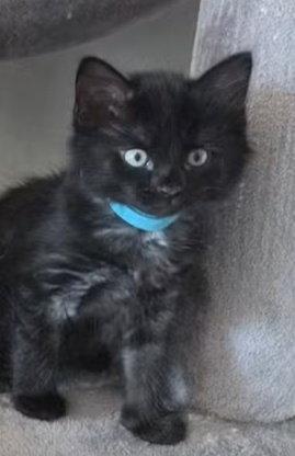 Enlarge Corliss (Available Sept 25), a Adoptable Domestic Medium Hair in Williamsburg, IA image 2/2