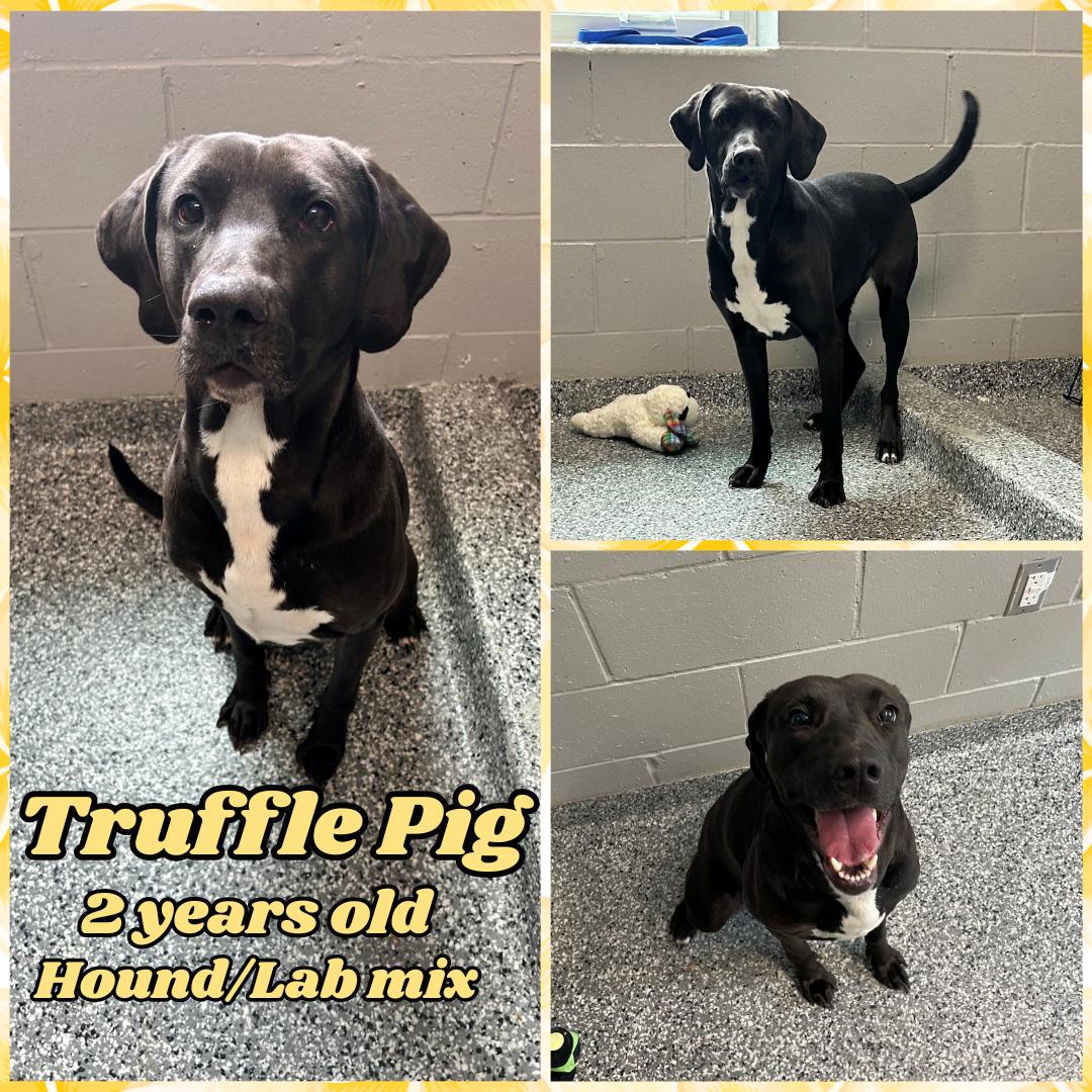 Truffle Pig, adopted, Adult Female Hound & Labrador Retriever.