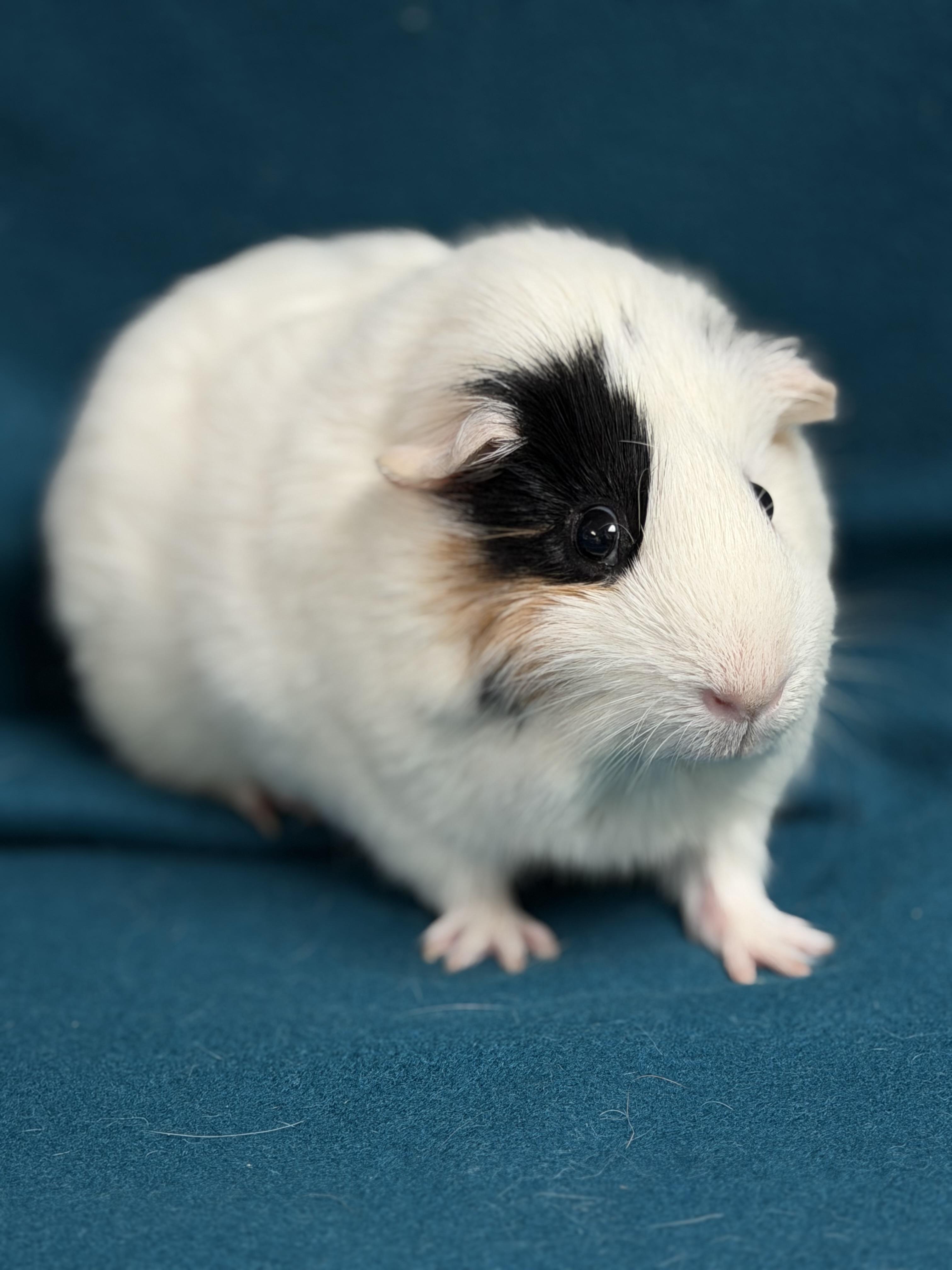 Enlarge Rex, a ADOPTABLE Guinea Pig in Edinburg, PA image 2/6