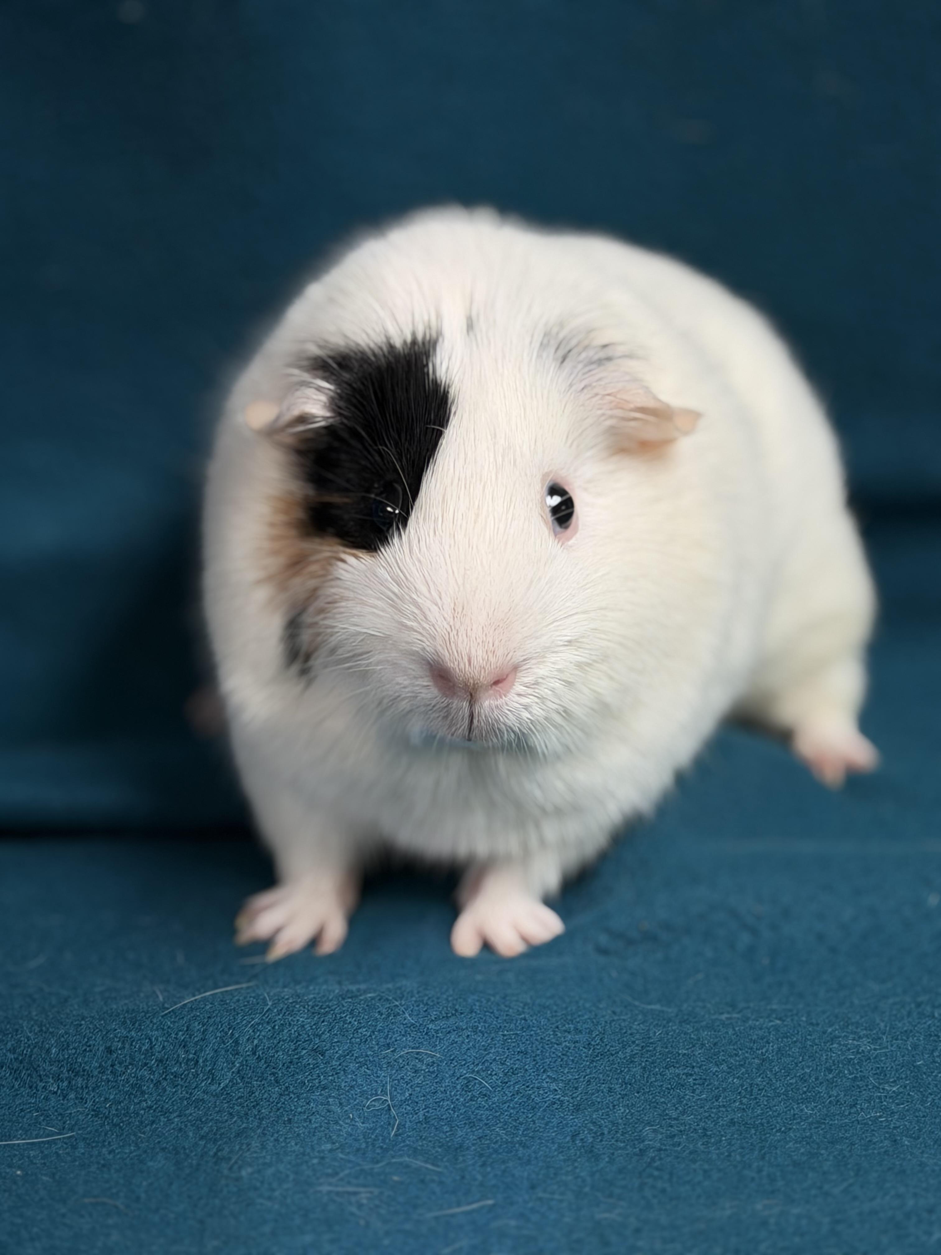 Enlarge Rex, a ADOPTABLE Guinea Pig in Edinburg, PA image 6/6