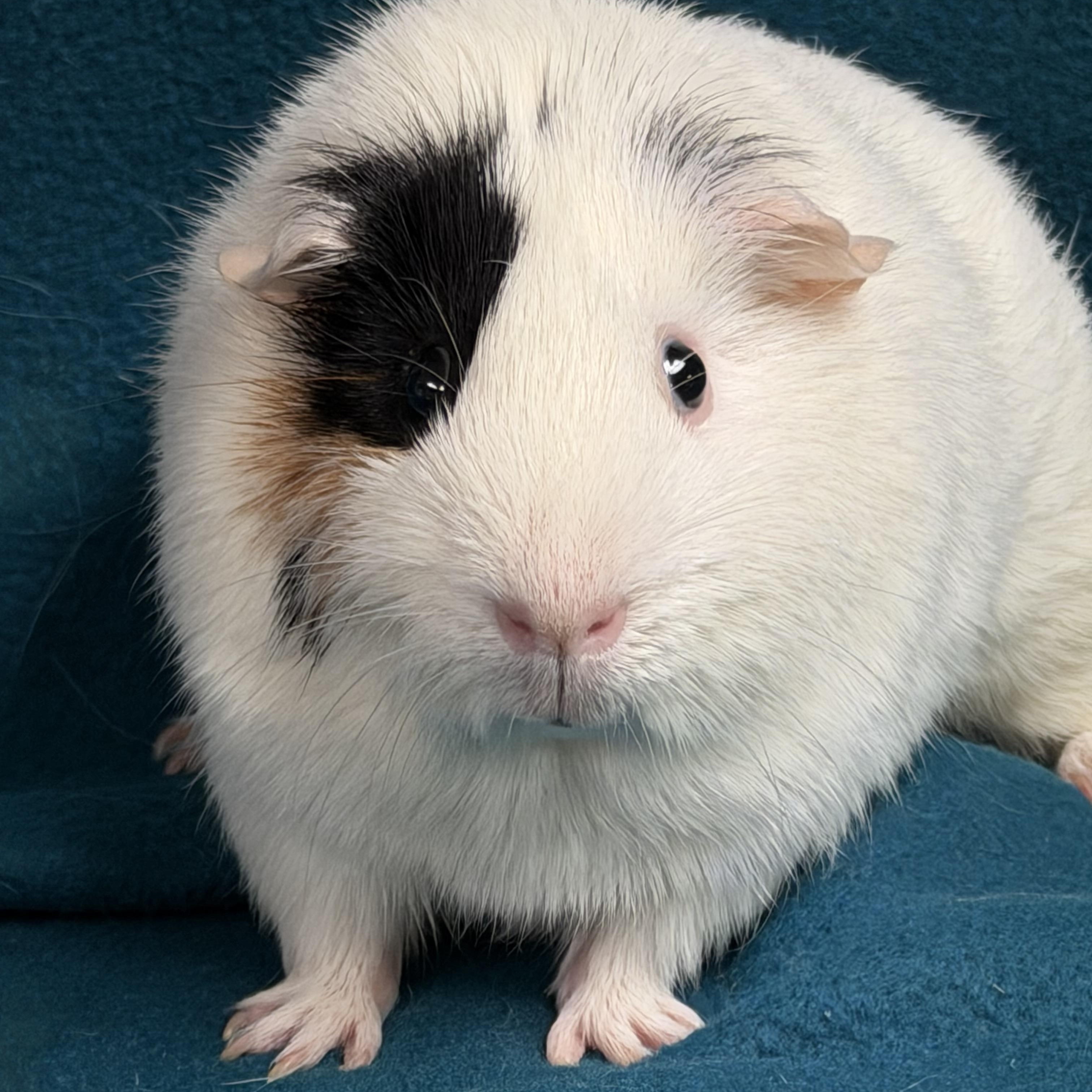 Rex, ADOPTABLE, Adult Male Guinea Pig.