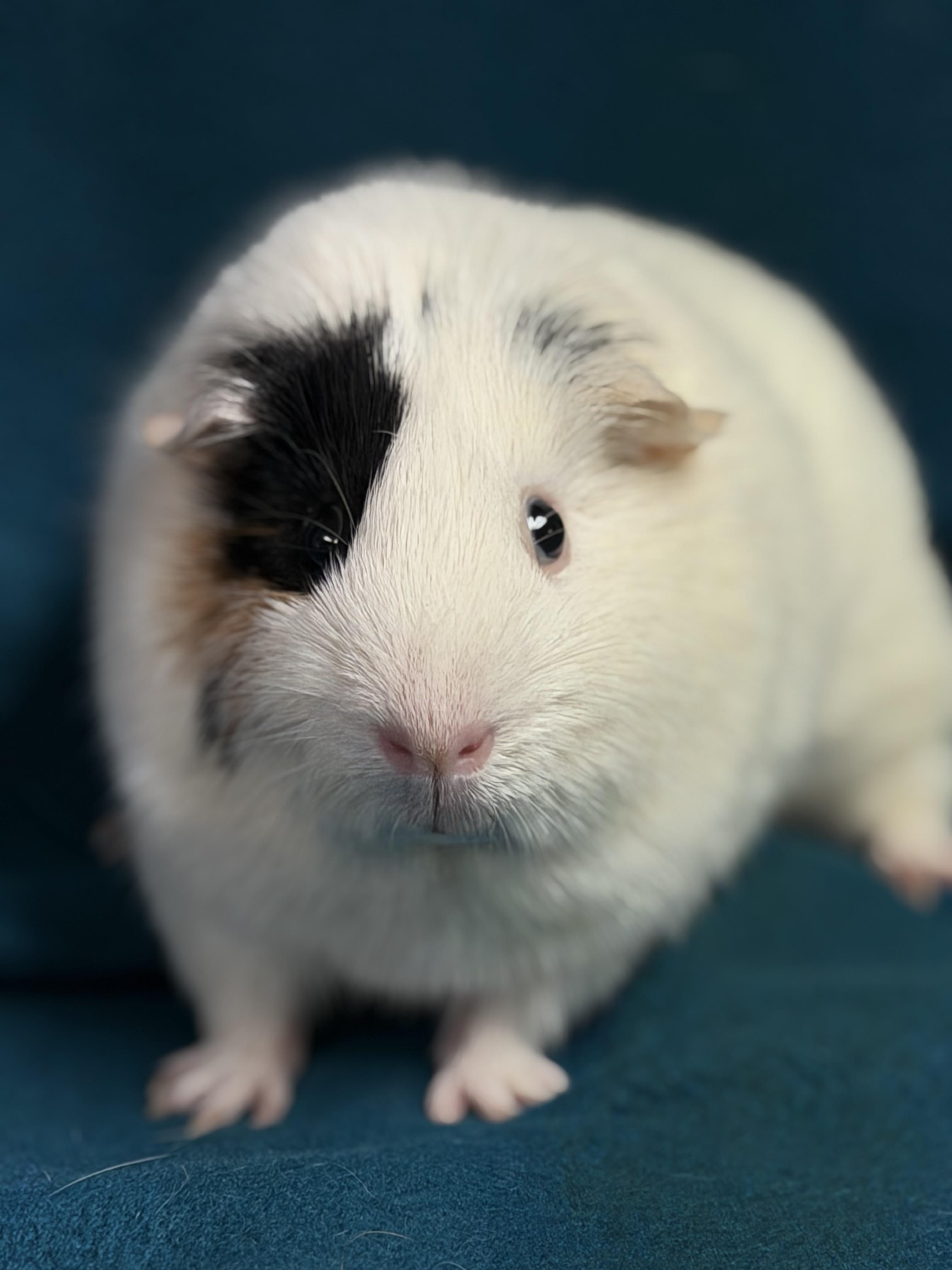 Enlarge Rex, a ADOPTABLE Guinea Pig in Edinburg, PA image 5/6