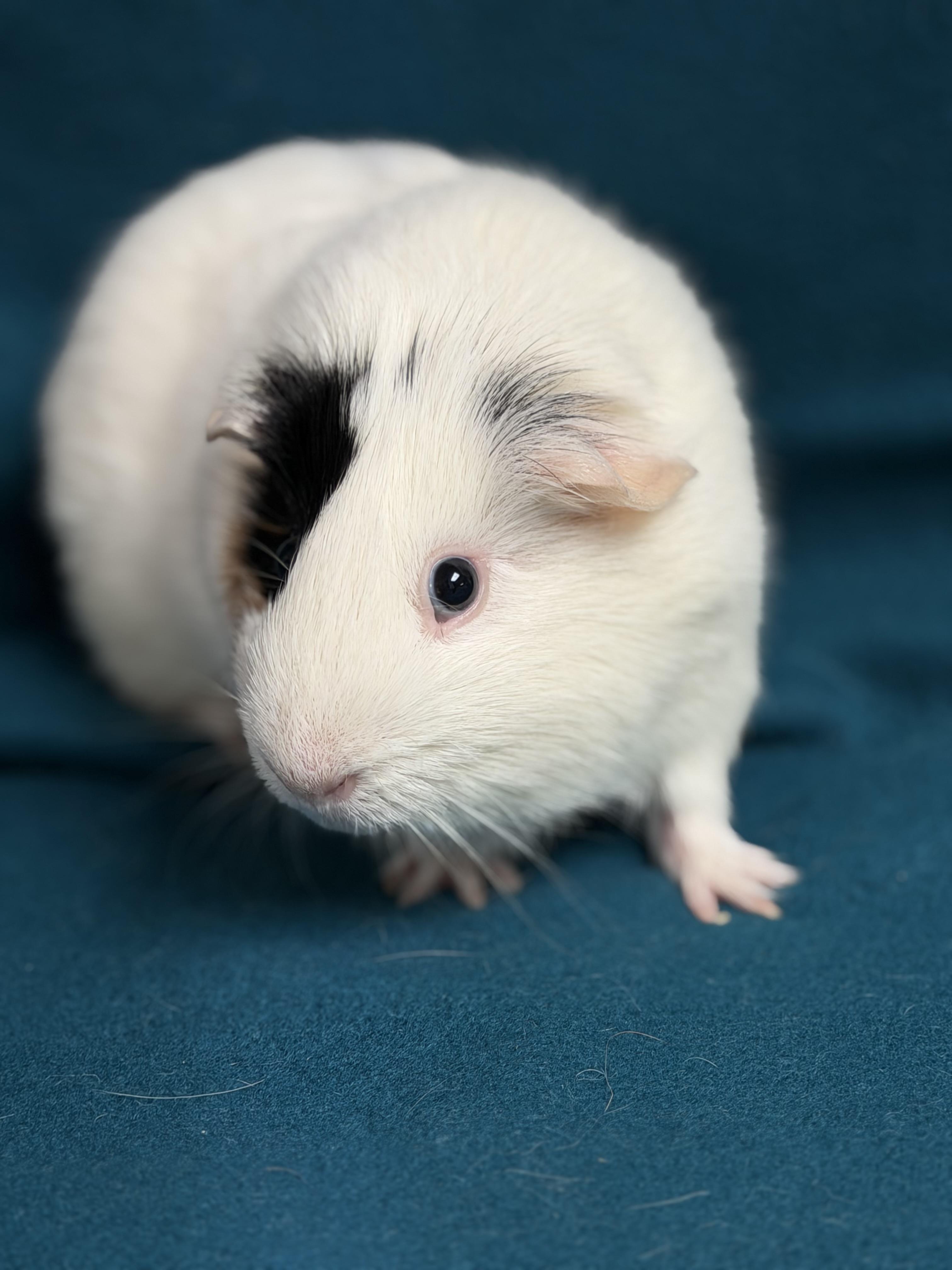 Enlarge Rex, a ADOPTABLE Guinea Pig in Edinburg, PA image 3/6