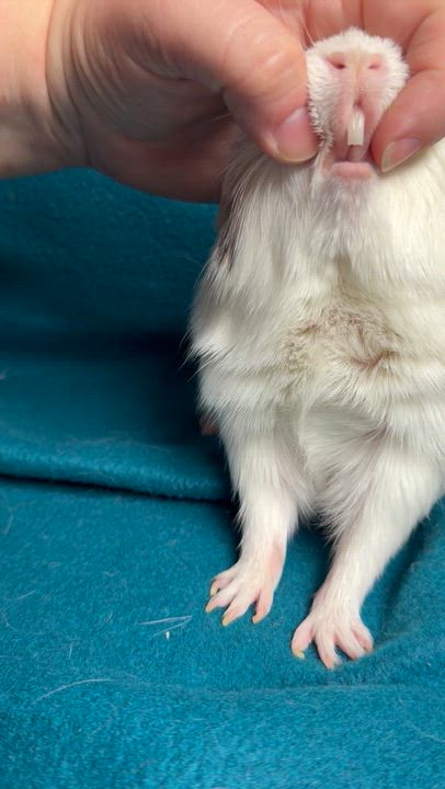 Enlarge Rex, a ADOPTABLE Guinea Pig in Edinburg, PA video 4/6