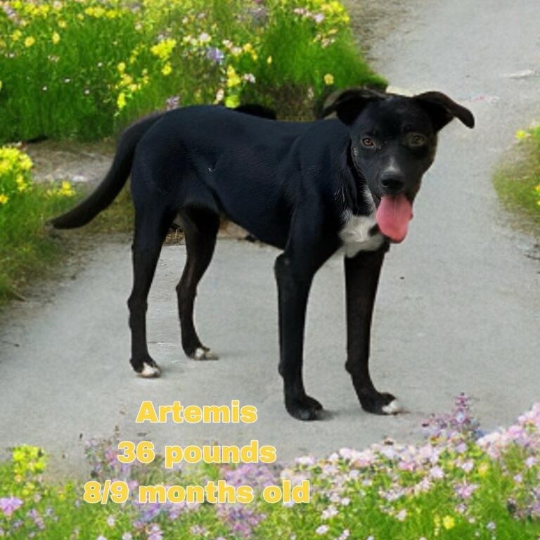 Artemis