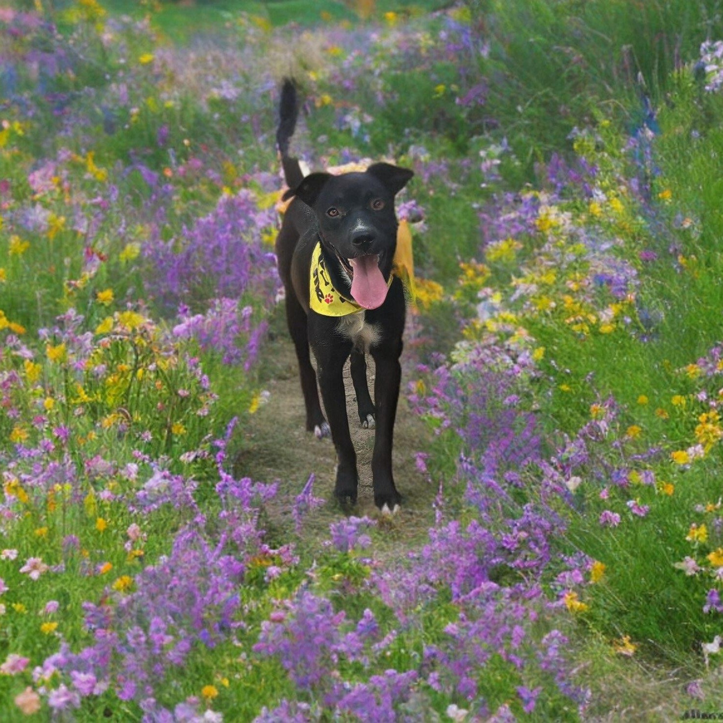 Artemis photo 2