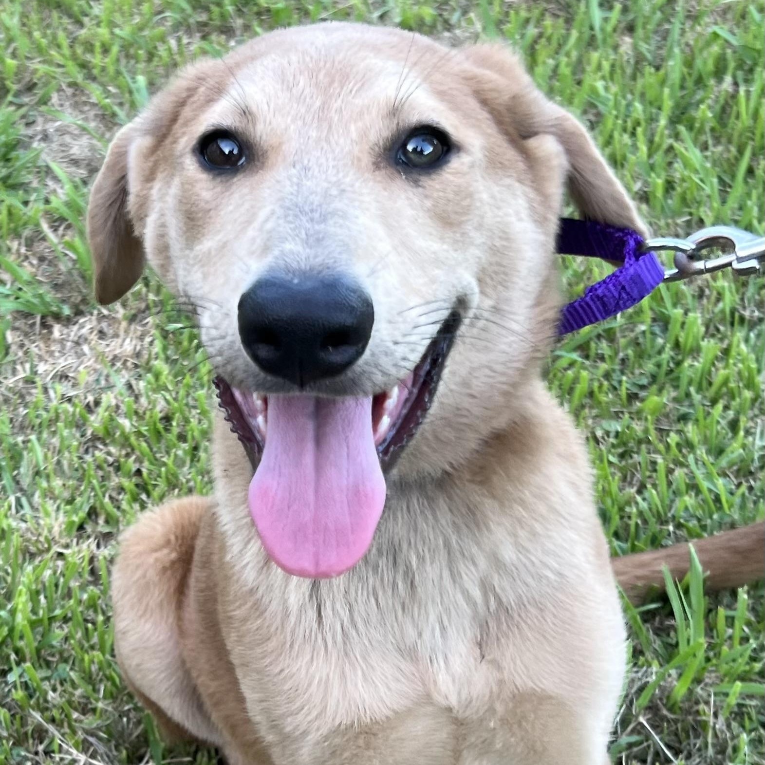 Enlarge Pluto, a Adoptable mixed breed in Bellaire, TX image 5/6