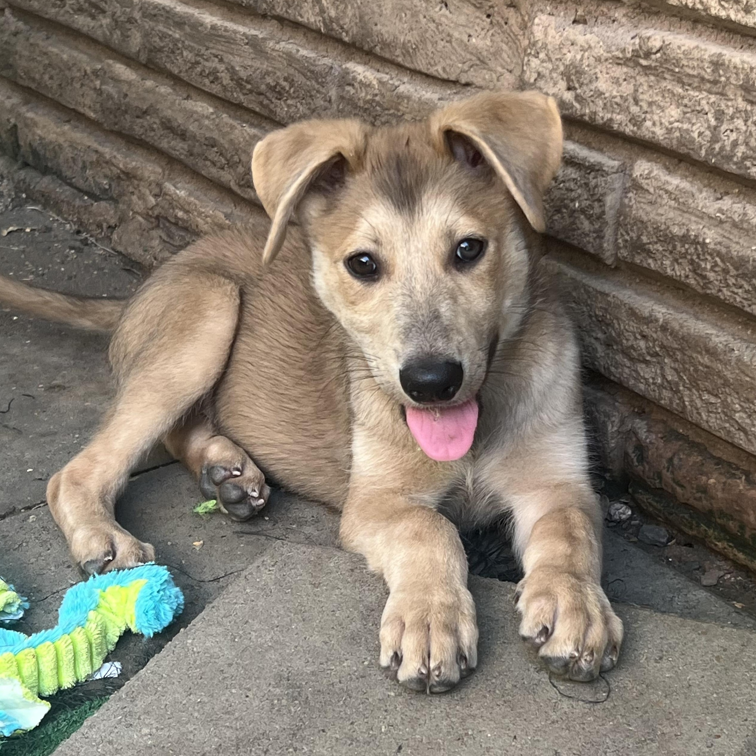 Pluto, Adoptable, Puppy Male German Shepherd Dog.
