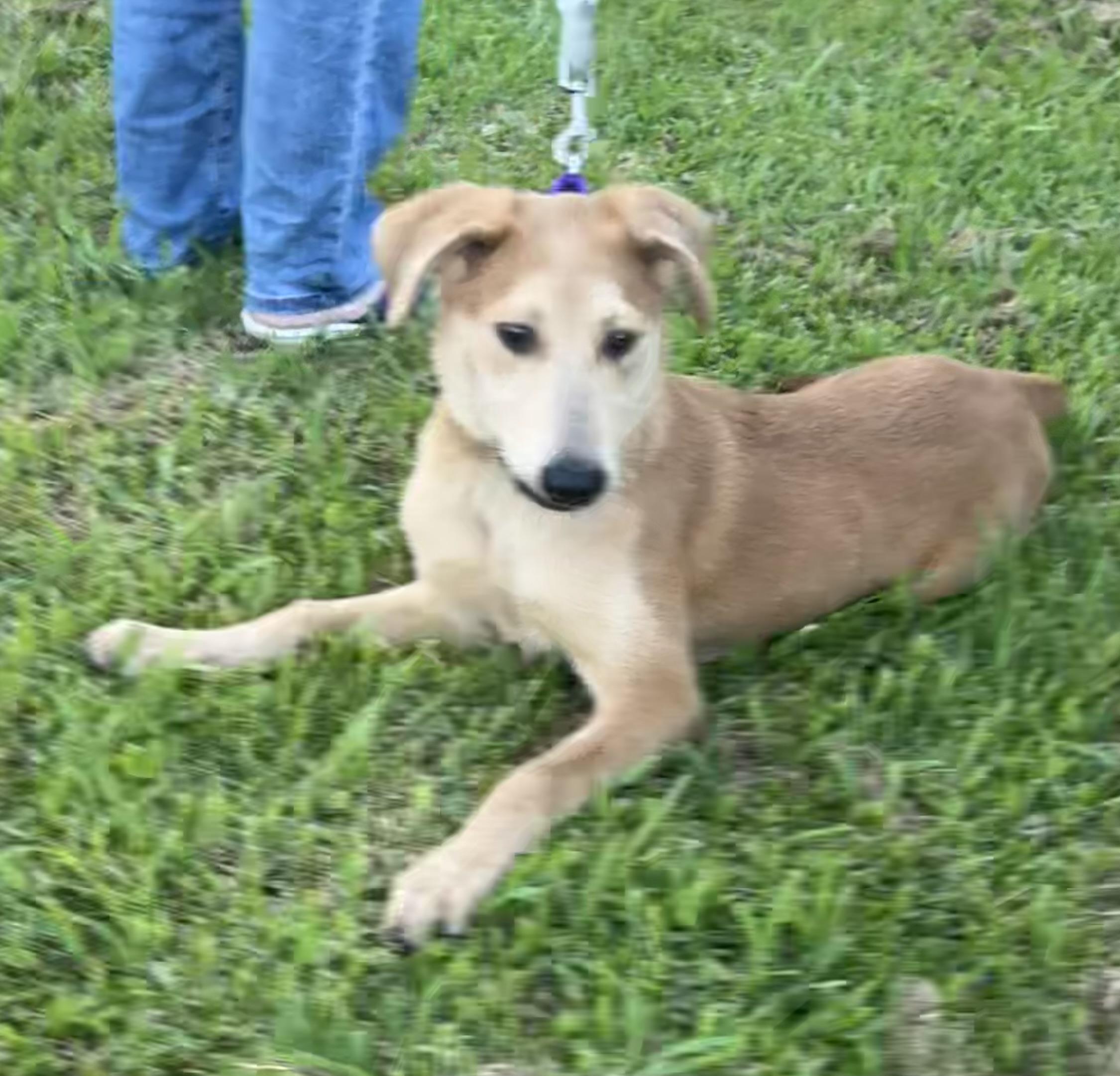 Enlarge Pluto, a Adoptable mixed breed in Bellaire, TX image 3/6