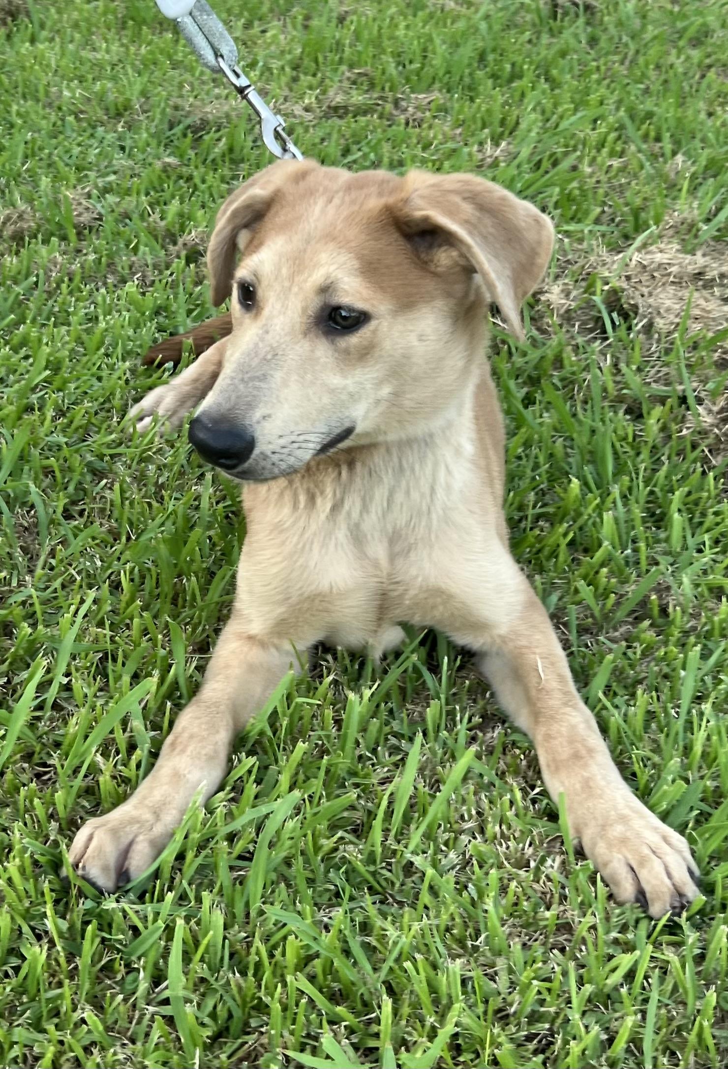 Enlarge Pluto, a Adoptable mixed breed in Bellaire, TX image 4/6