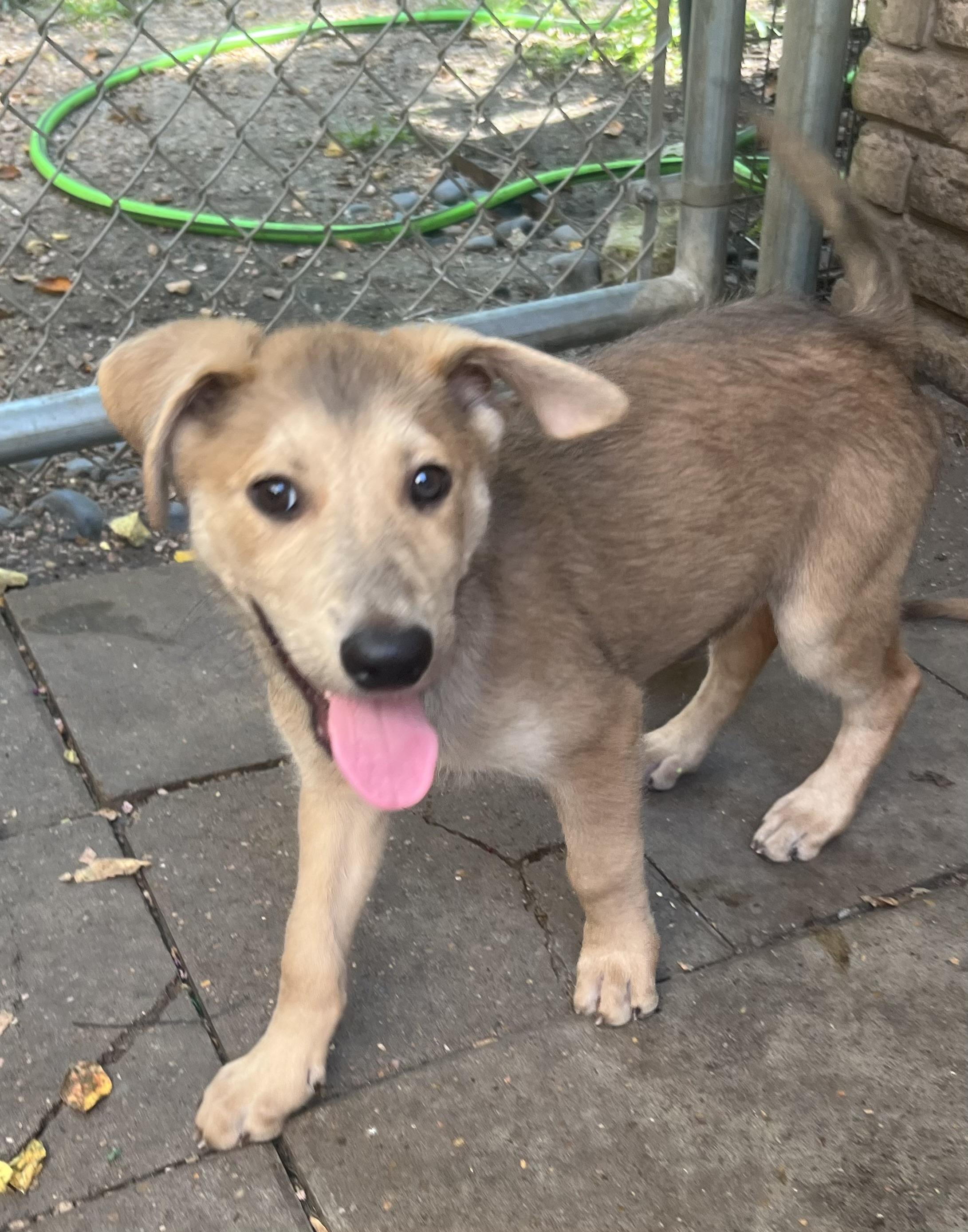 Enlarge Pluto, a Adoptable mixed breed in Bellaire, TX image 2/6