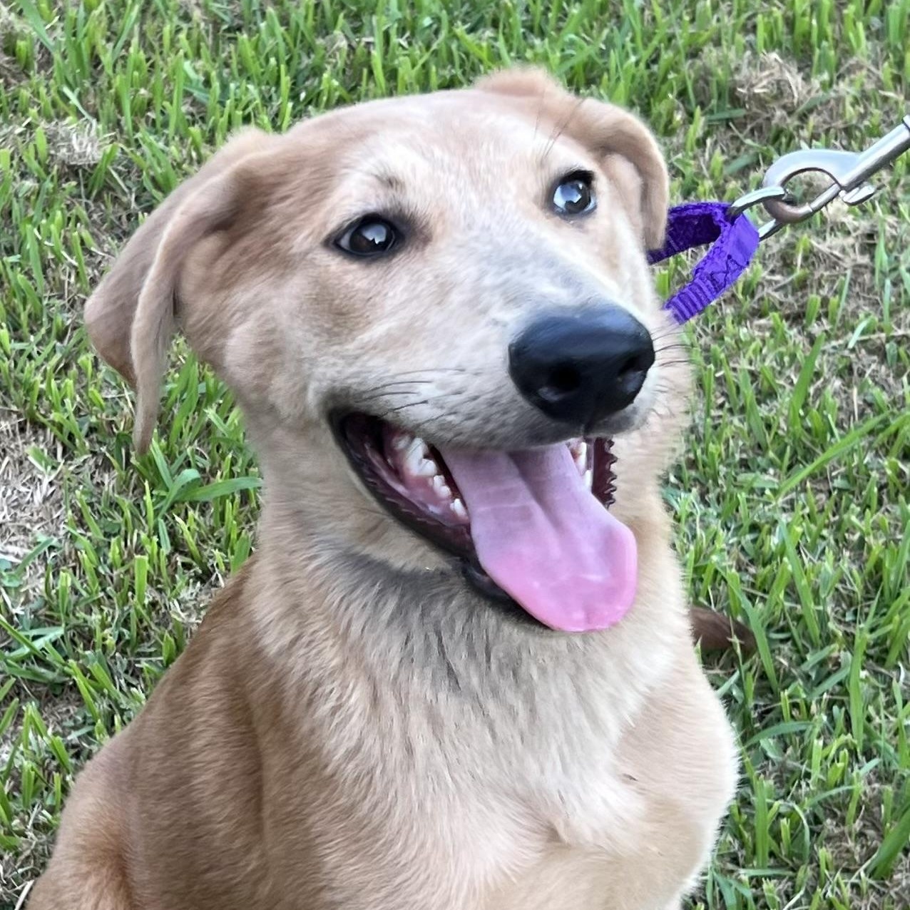 Enlarge Pluto, a Adoptable mixed breed in Bellaire, TX image 6/6