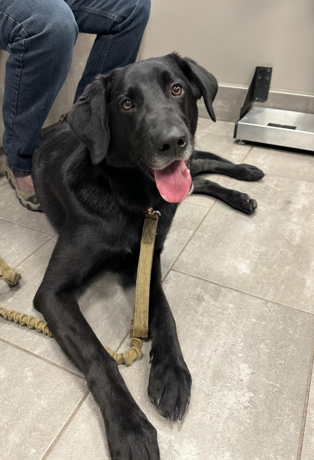 Niki, adopted, Adult Female Black Labrador Retriever.