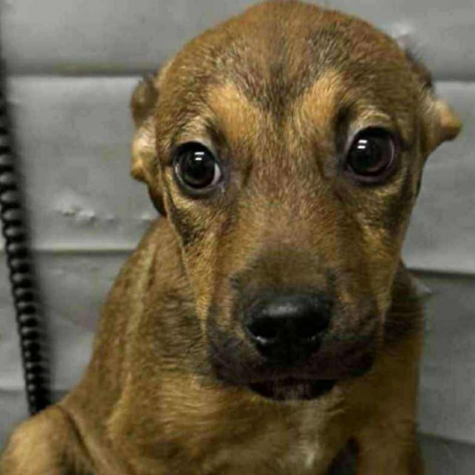 Coby, Adoptable, Puppy Male Labrador Retriever.