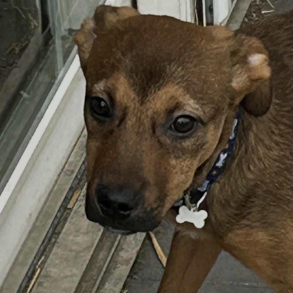 Coby, a Adoptable mixed breed in Rochester, NY image 2/6