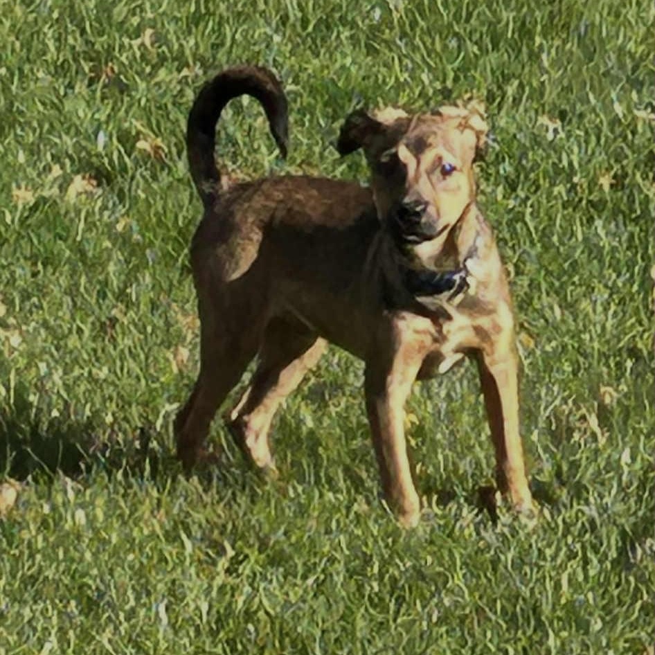 Coby, a Adoptable mixed breed in Rochester, NY image 3/6