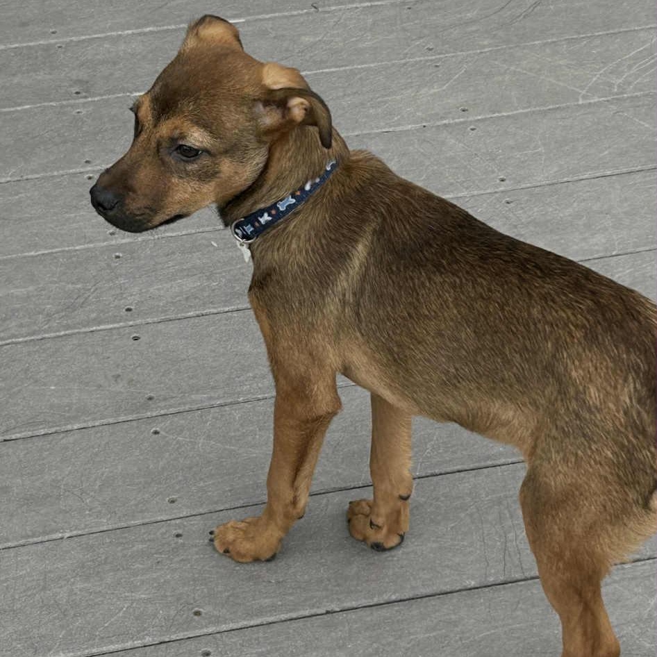 Coby, a Adoptable mixed breed in Rochester, NY image 4/6