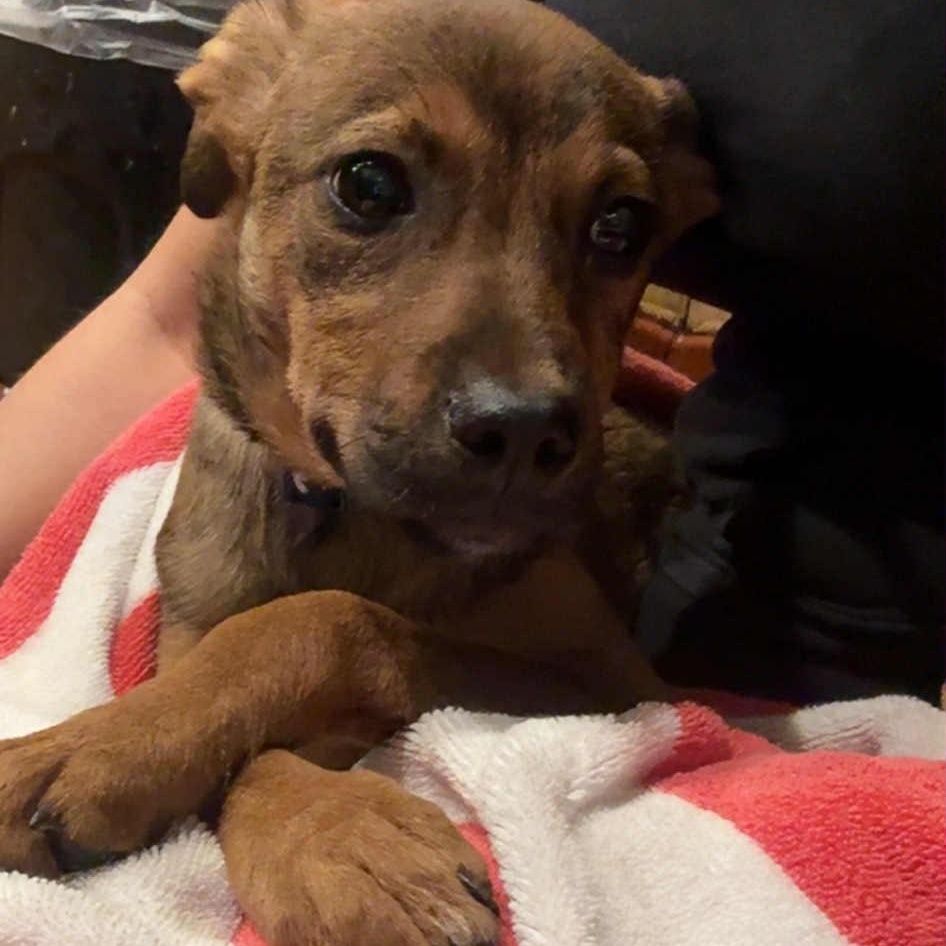 Coby, a Adoptable mixed breed in Rochester, NY image 5/6