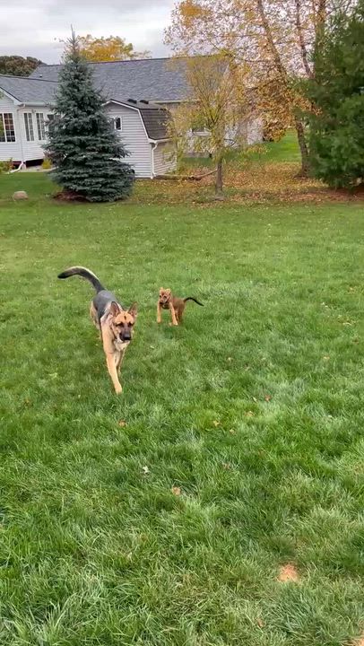 Enlarge Coby, a Adoptable mixed breed in Rochester, NY video 6/6