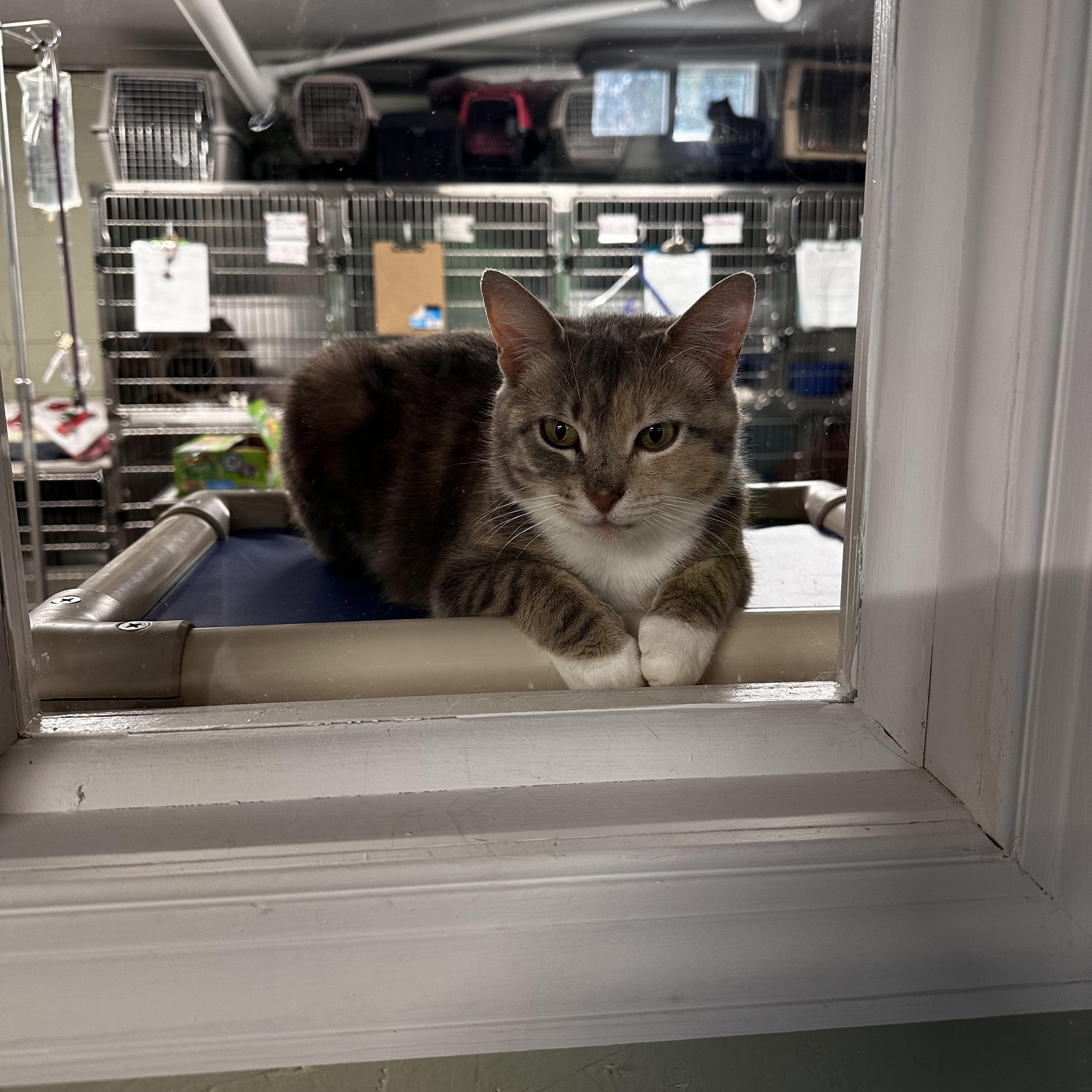 Enlarge Merry, a Adoptable Domestic Short Hair in North East, MD image 4/4