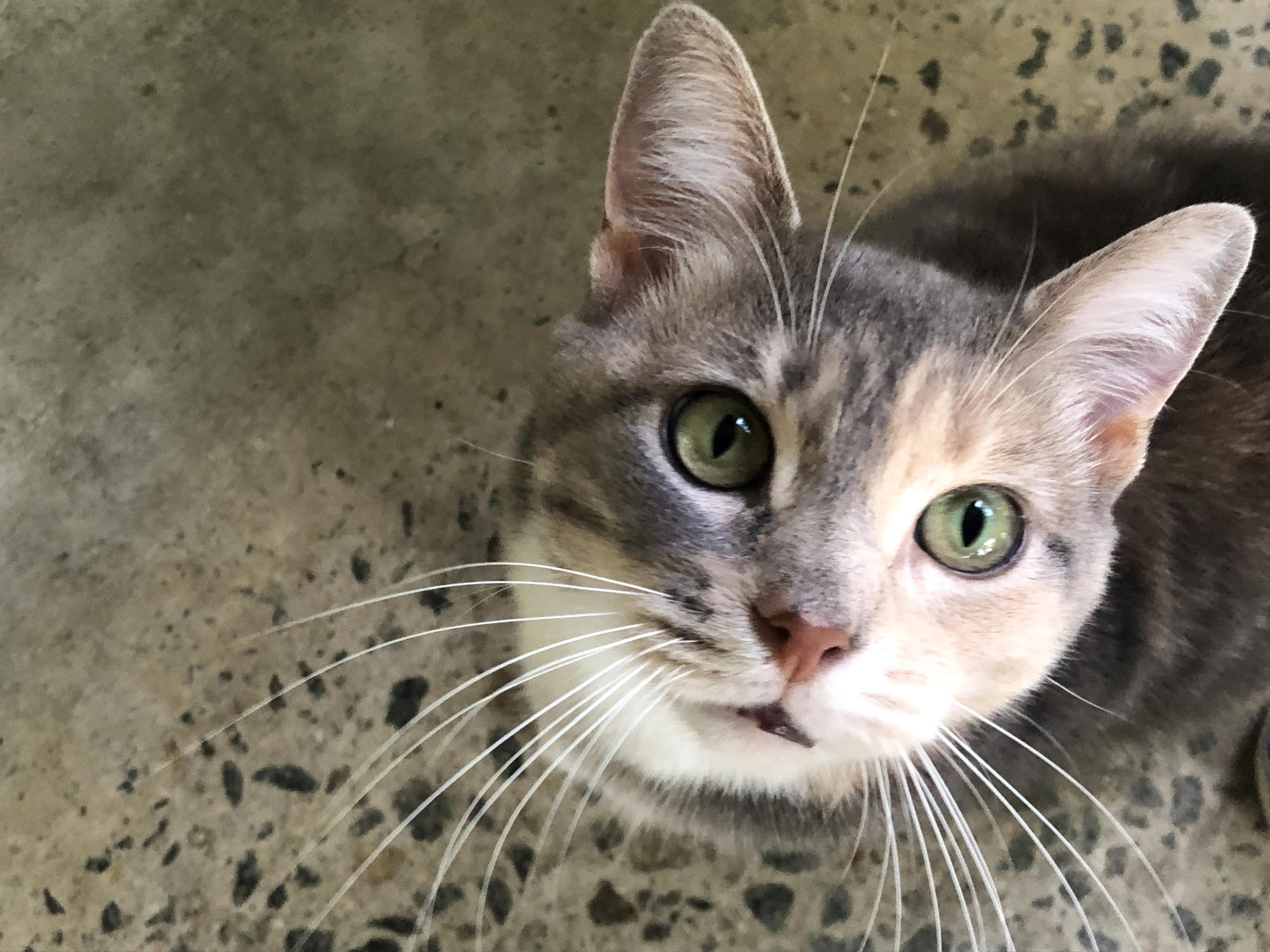 Enlarge Merry, a Adoptable Domestic Short Hair in North East, MD image 1/4