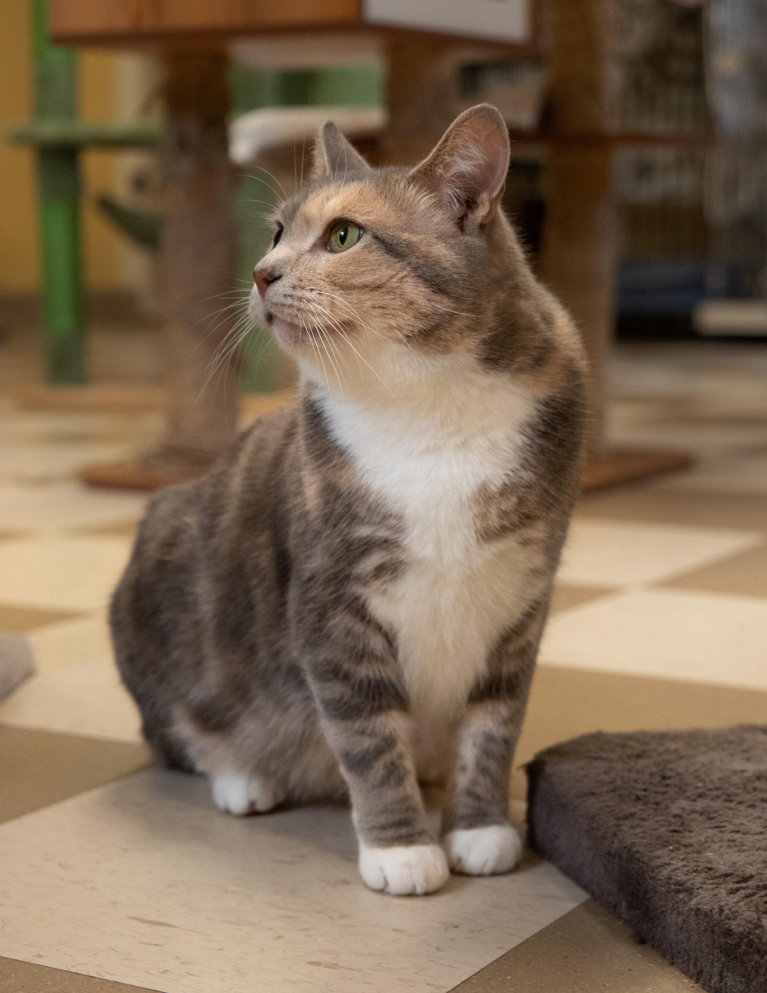 Enlarge Merry, a Adoptable Domestic Short Hair in North East, MD image 1/5