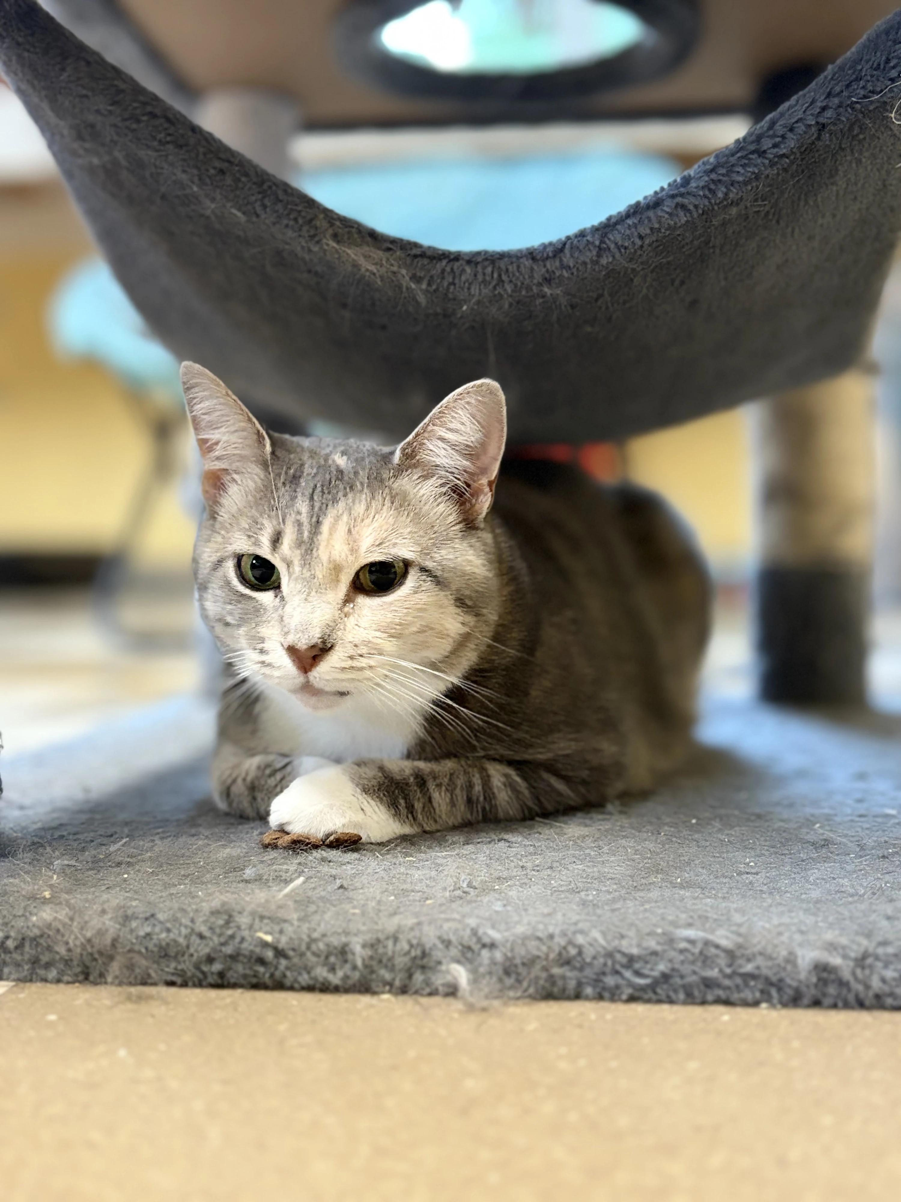 Merry, Adoptable, Young Female Domestic Short Hair.