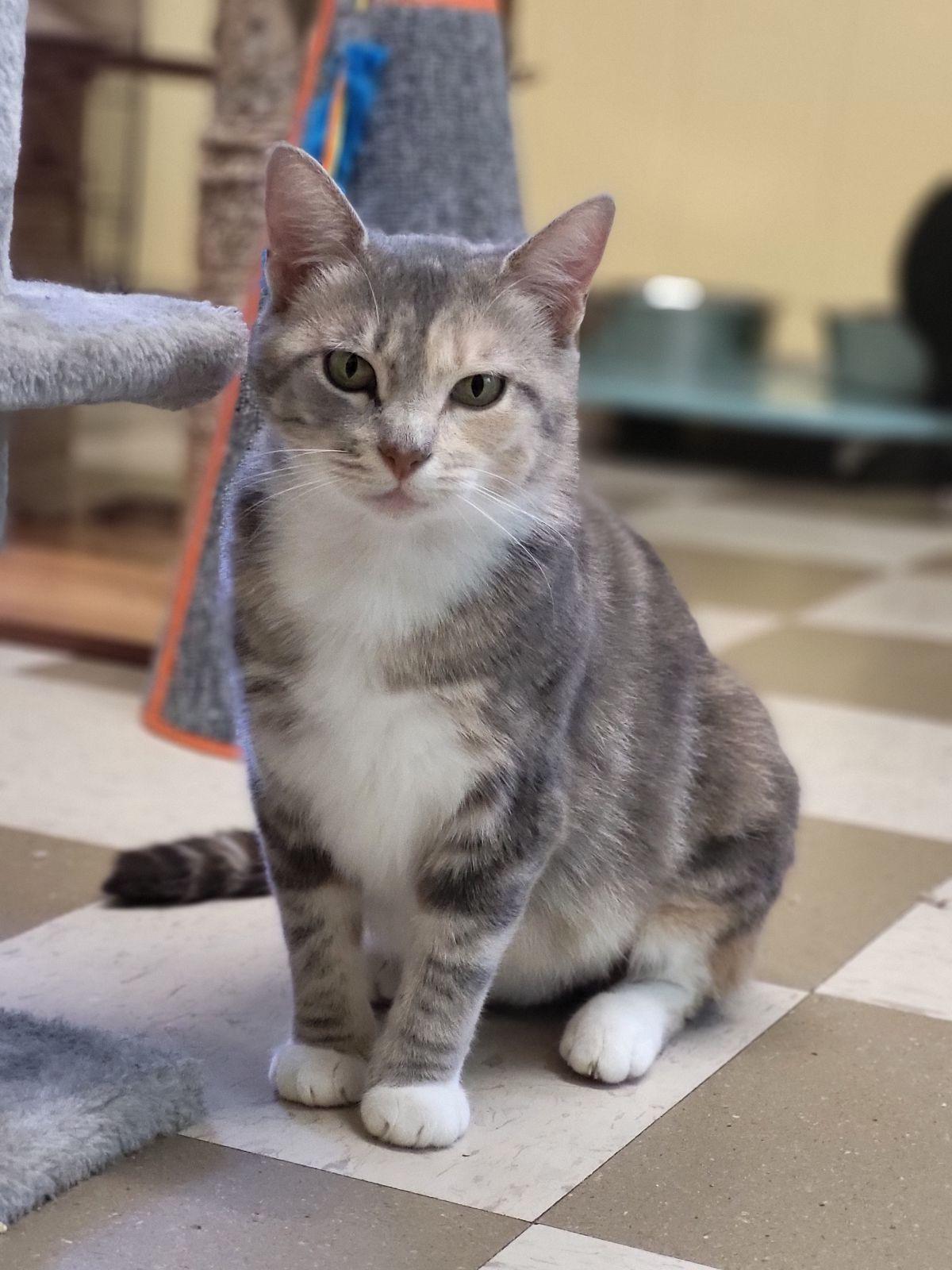 Enlarge Merry, a Adoptable Domestic Short Hair in North East, MD image 2/4