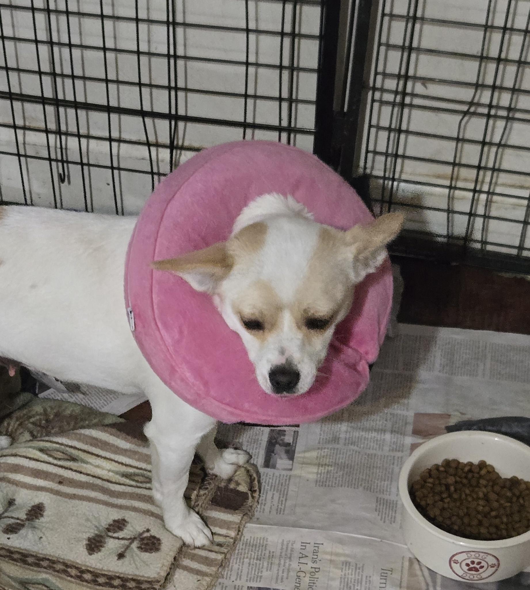 Edith, a ADOPTABLE mixed breed in Suffolk, VA image 2/4