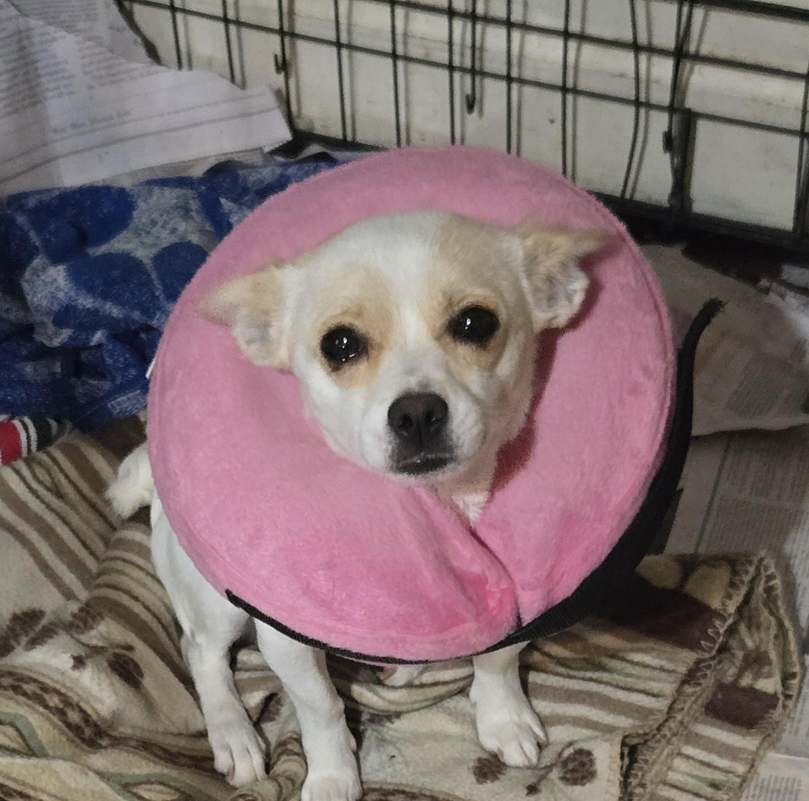 Edith, a ADOPTABLE mixed breed in Suffolk, VA image 3/4