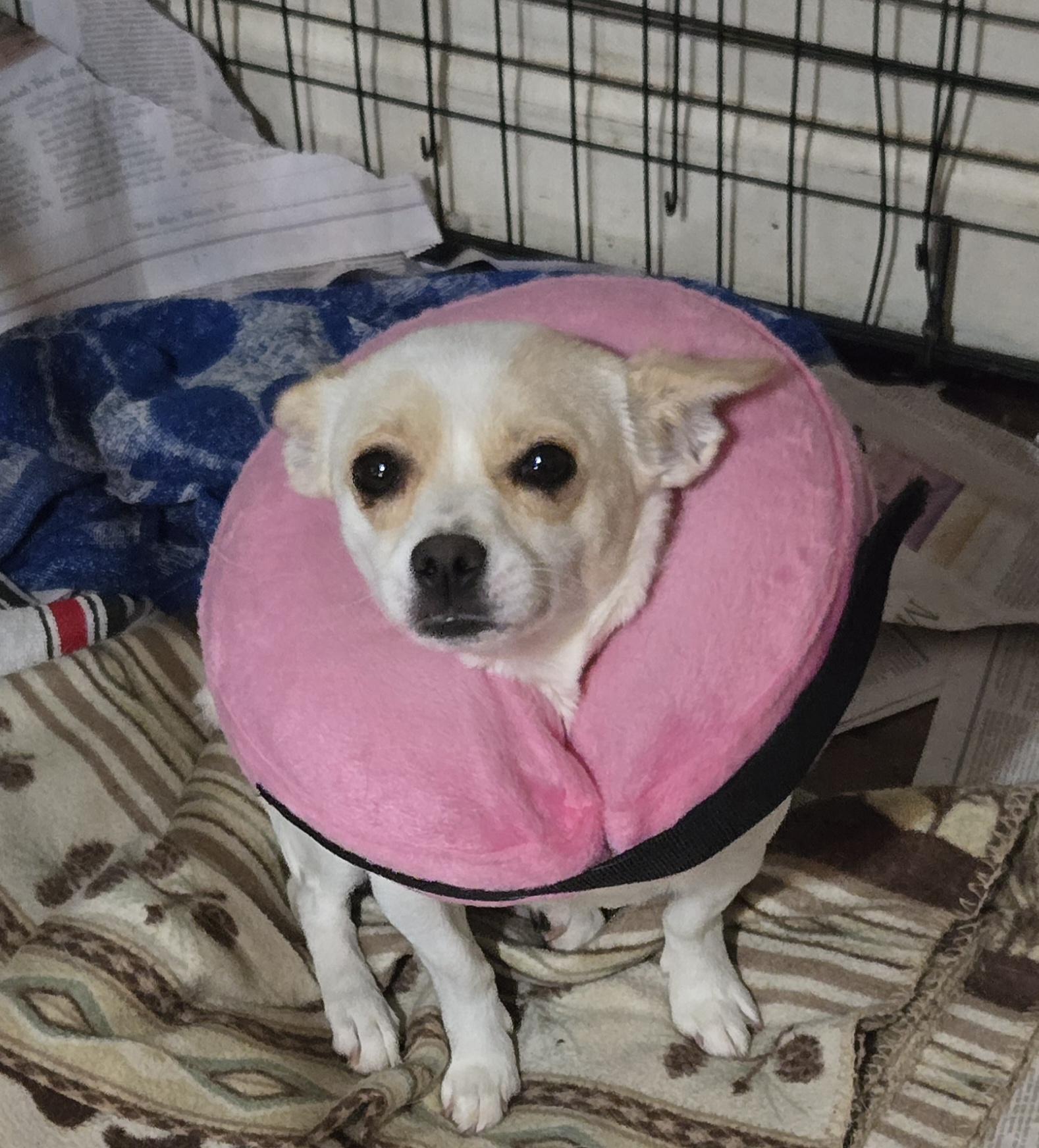 Edith, a ADOPTABLE mixed breed in Suffolk, VA image 4/4