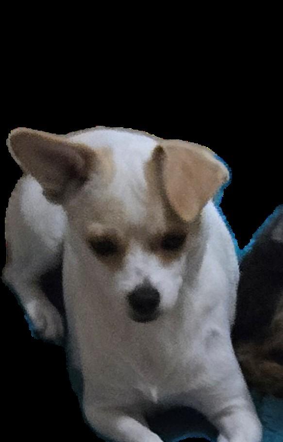 Edith, a ADOPTABLE mixed breed in Suffolk, VA image 1/4