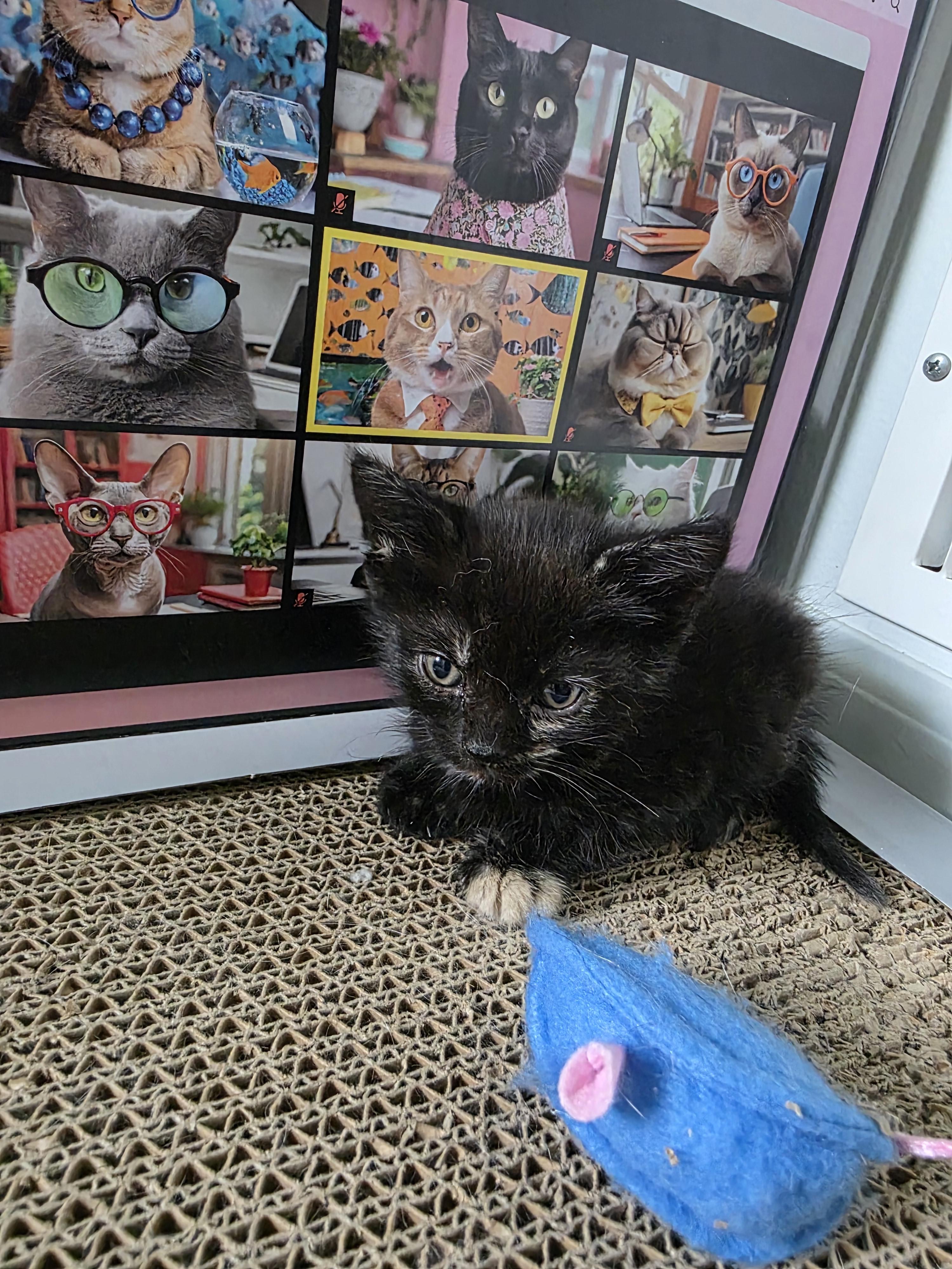 Enlarge Rose, a Adopted Domestic Short Hair in Bethel Park, PA image 1/5