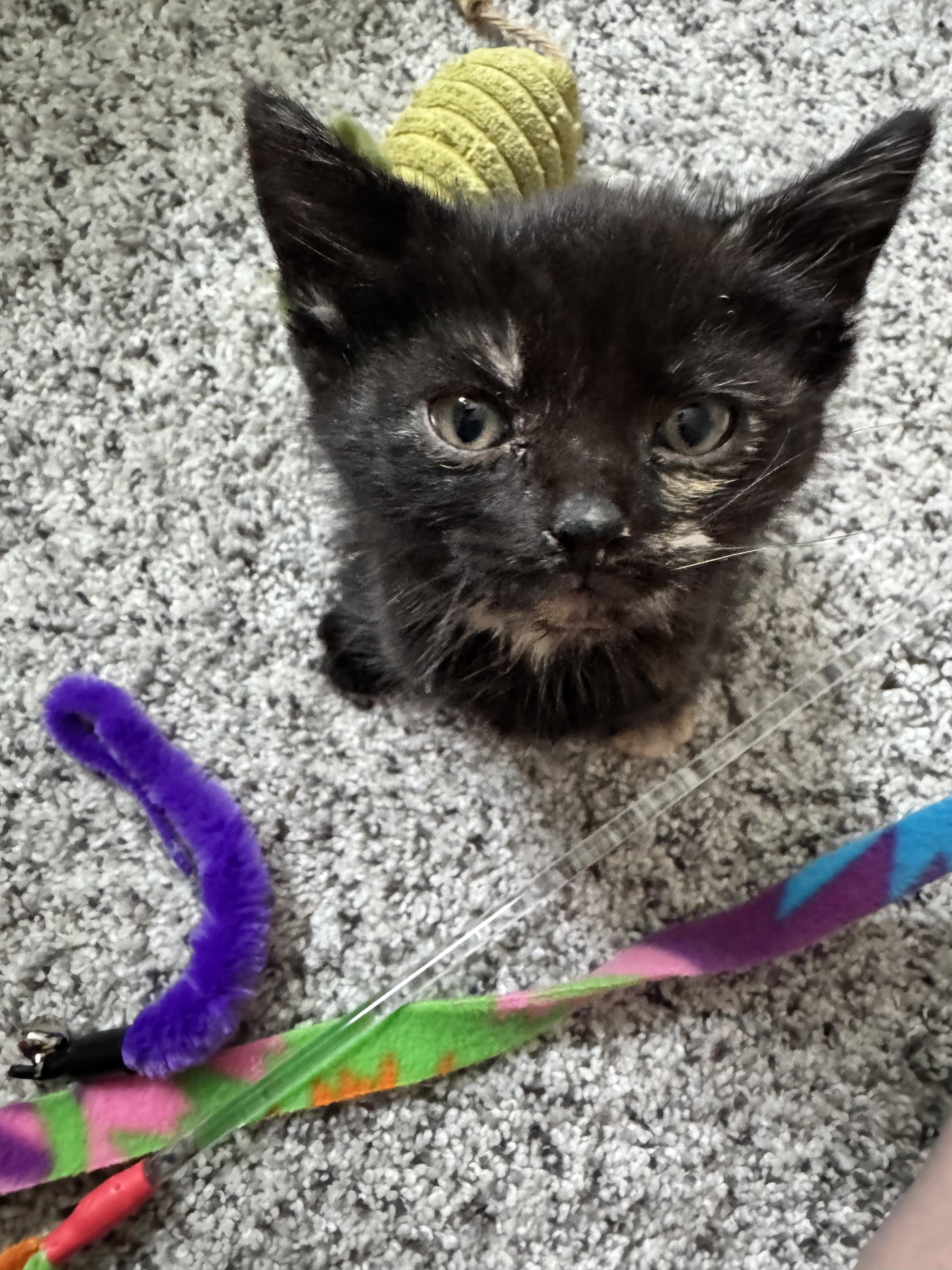 Enlarge Rose, a Adopted Domestic Short Hair in Bethel Park, PA image 2/5